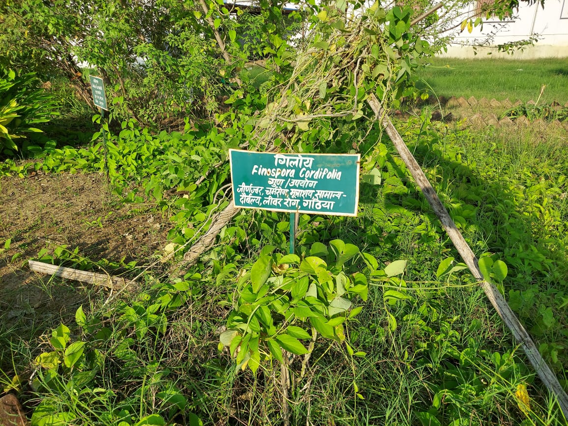 Himalaya Ayurvedic Medical College